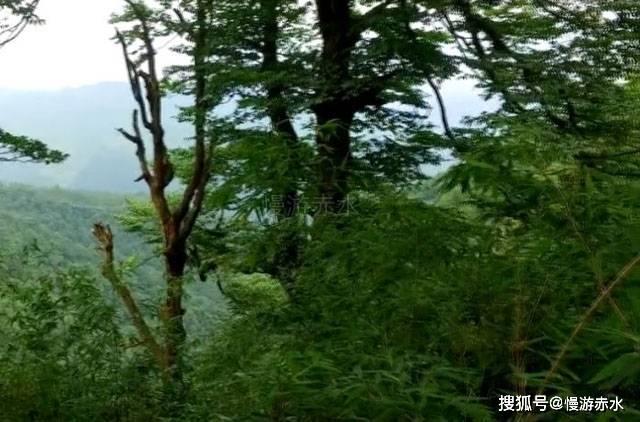 PFA洗气瓶过滤杂质净化气体可储存高纯酸